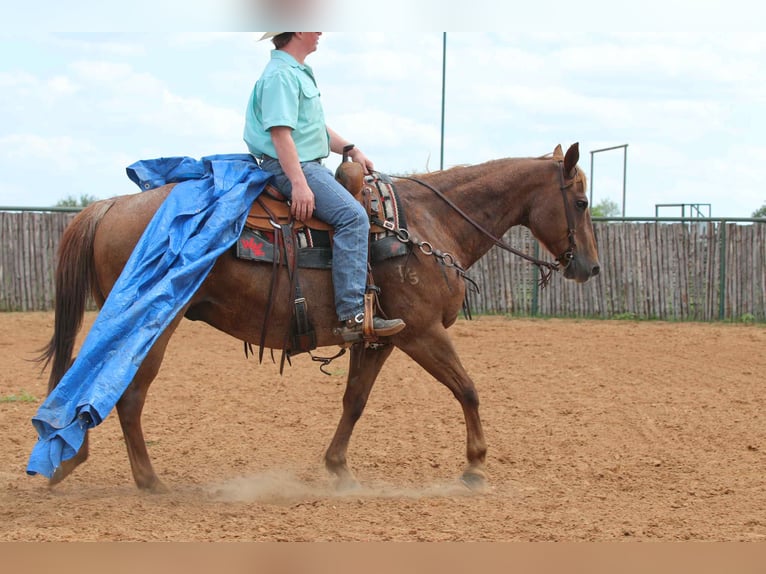 American Quarter Horse Gelding 15 years 15 hh Roan-Red in lipan Tx