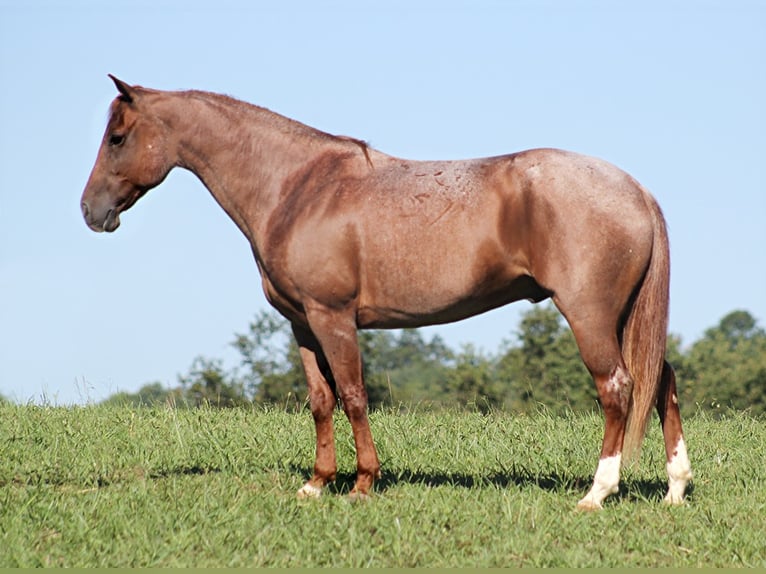 American Quarter Horse Gelding 15 years 15 hh Roan-Red in Mount Vernon KY