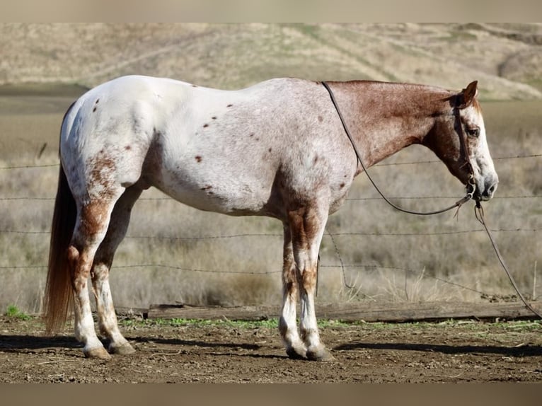 American Quarter Horse Gelding 15 years 15 hh Roan-Red in paicines CA