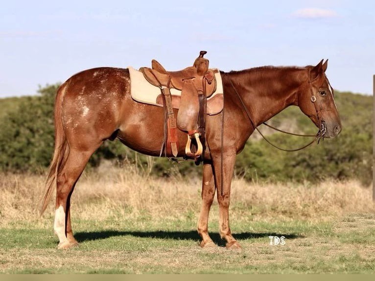 American Quarter Horse Gelding 15 years 15 hh Roan-Red in Weatherford TX