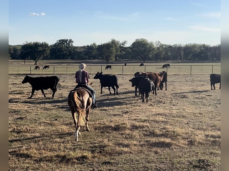 American Quarter Horse Gelding 15 years 15 hh Roan-Red in Weatherford TX