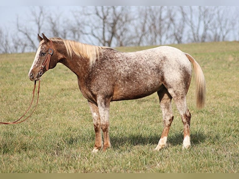 American Quarter Horse Gelding 15 years 15 hh Roan-Red in Whitley city Ky