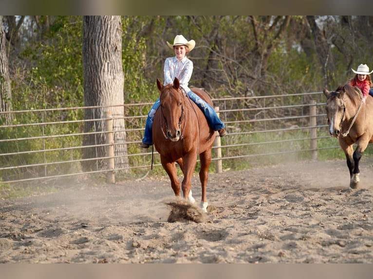American Quarter Horse Mix Gelding 15 years 15 hh Sorrel in Valley Springs, SD