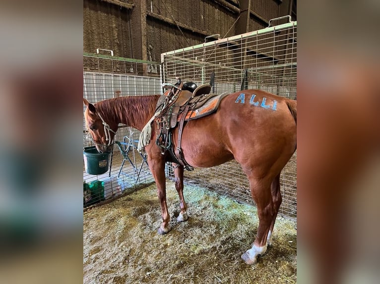American Quarter Horse Mix Gelding 15 years 15 hh Sorrel in Valley Springs, SD