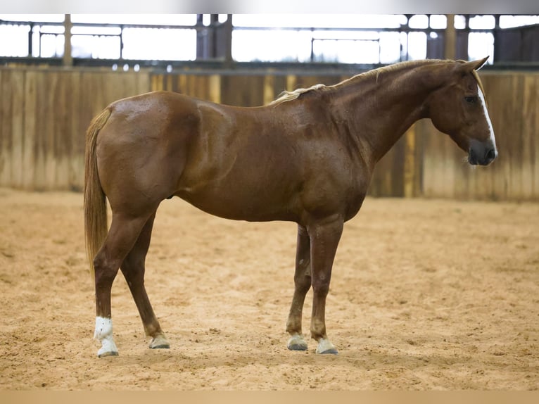 American Quarter Horse Gelding 15 years 15 hh Sorrel in Stillwater