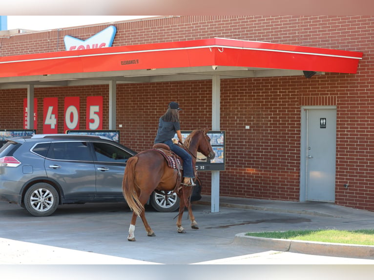 American Quarter Horse Gelding 15 years 15 hh Sorrel in Stillwater