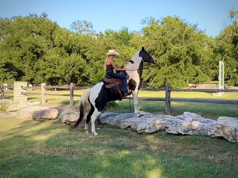 American Quarter Horse Gelding 15 years 15 hh Tobiano-all-colors in Lipan TX