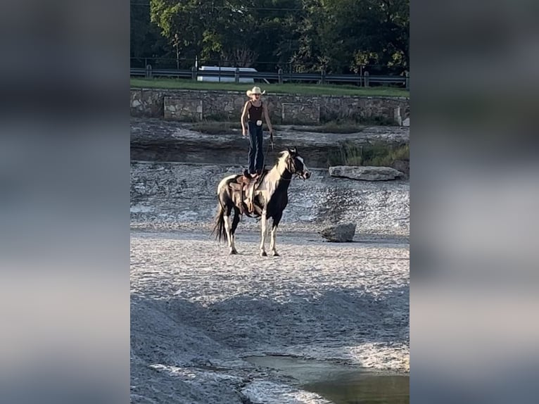 American Quarter Horse Gelding 15 years 15 hh Tobiano-all-colors in Lipan TX