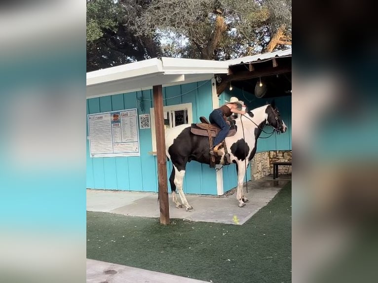 American Quarter Horse Gelding 15 years 15 hh Tobiano-all-colors in Lipan TX