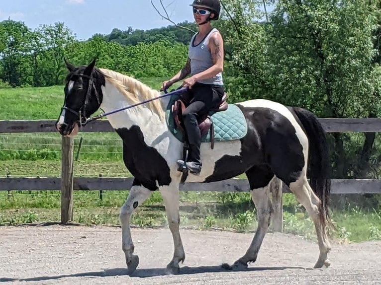 American Quarter Horse Gelding 15 years 15 hh Tobiano-all-colors in Millersburg PA