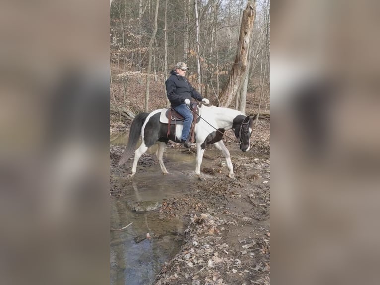 American Quarter Horse Gelding 15 years 15 hh Tobiano-all-colors in Millersburg PA