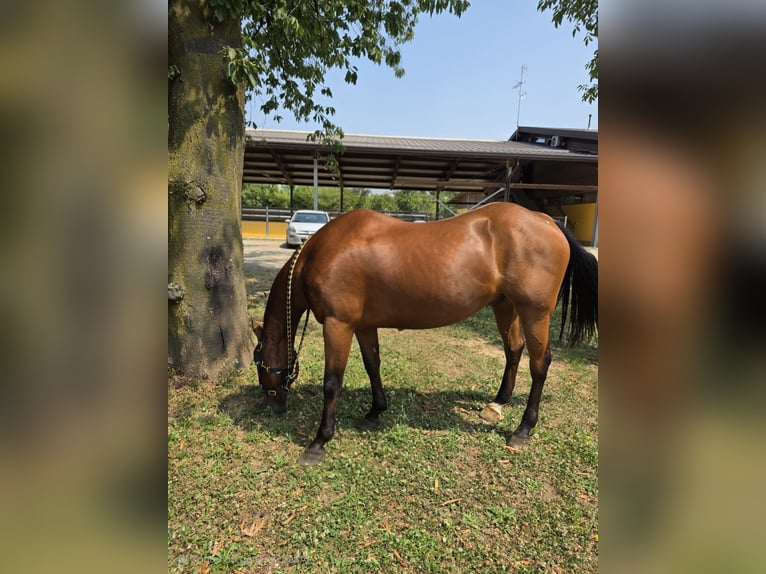 American Quarter Horse Gelding 15 years 15,1 hh Bay-Dark in Lomazzo