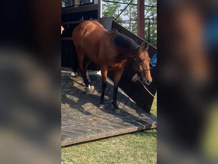 American Quarter Horse Gelding 15 years 15,1 hh Bay-Dark in Lomazzo