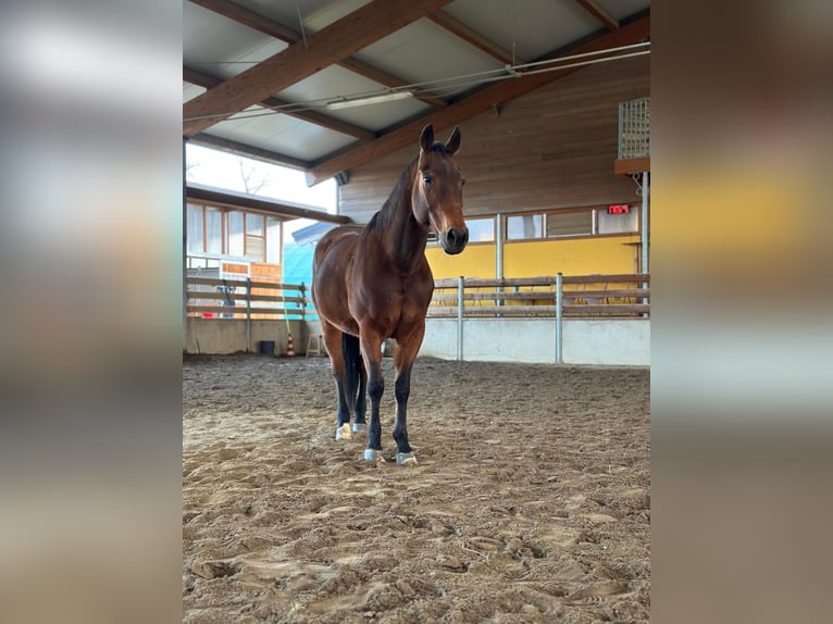 American Quarter Horse Gelding 15 years 15,1 hh Bay-Dark in Lomazzo