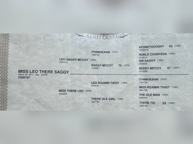 American Quarter Horse Gelding 15 years 15,1 hh Bay in Weatherford TX