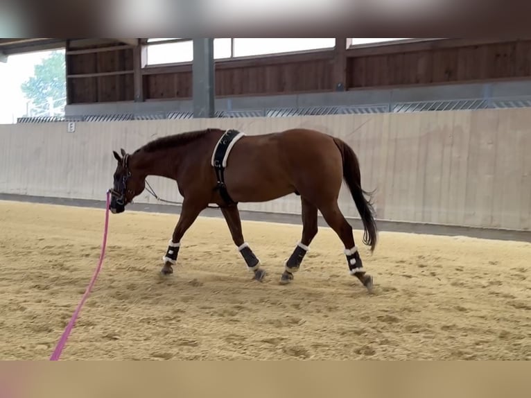 American Quarter Horse Gelding 15 years 15,1 hh Chestnut-Red in St.Gallen American Quarter Horse Gelding 15 years 15,1 hh Chestnut-Red in St.Gallen