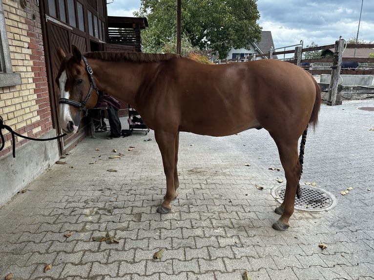 American Quarter Horse Gelding 15 years 15,1 hh Chestnut-Red in St.Gallen American Quarter Horse Gelding 15 years 15,1 hh Chestnut-Red in St.Gallen
