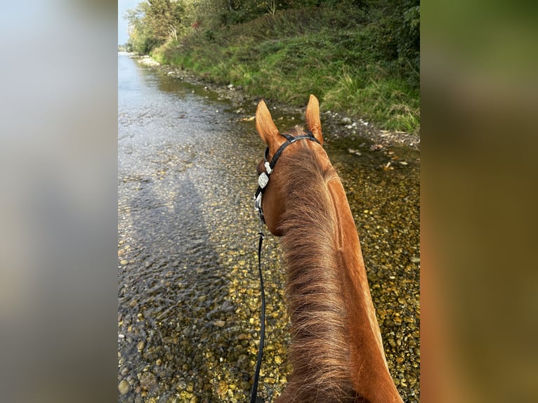 American Quarter Horse Gelding 15 years 15,1 hh Chestnut-Red in St.Gallen American Quarter Horse Gelding 15 years 15,1 hh Chestnut-Red in St.Gallen