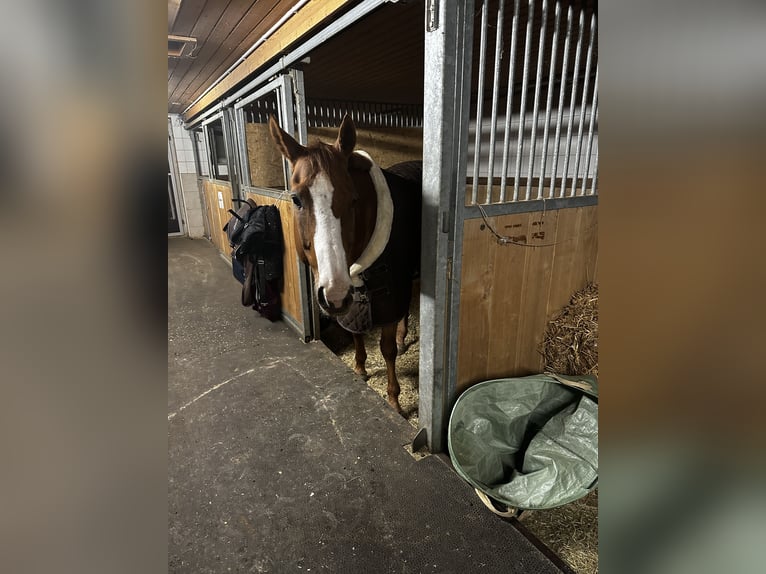 American Quarter Horse Gelding 15 years 15,1 hh Chestnut-Red in St.Gallen American Quarter Horse Gelding 15 years 15,1 hh Chestnut-Red in St.Gallen