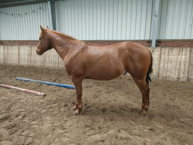 American Quarter Horse Gelding 15 years 15,1 hh Chestnut-Red in Detern