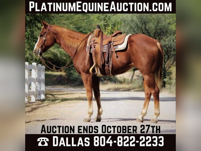 American Quarter Horse Gelding 15 years 15,1 hh Chestnut in Camp Verde AZ