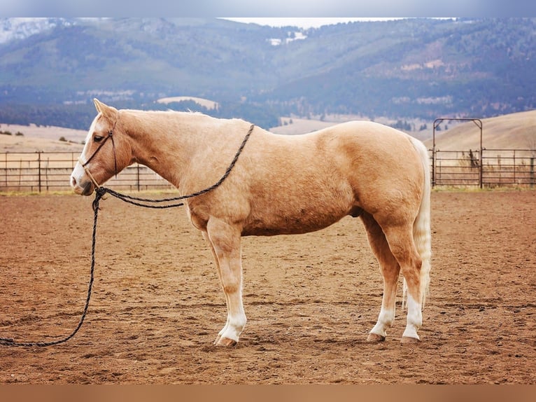 American Quarter Horse Gelding 15 years 15,1 hh Palomino in Winston