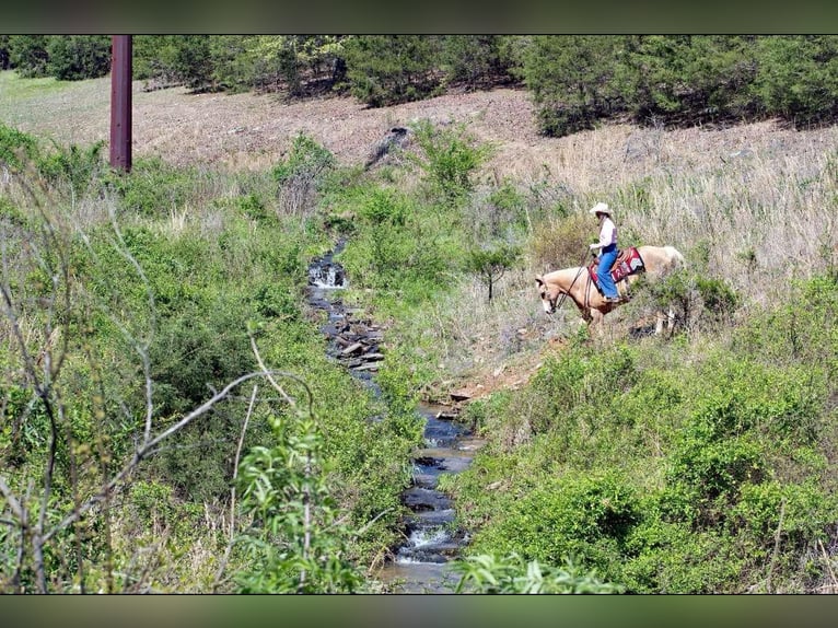 American Quarter Horse Gelding 15 years 15,1 hh Palomino in Quitman AR