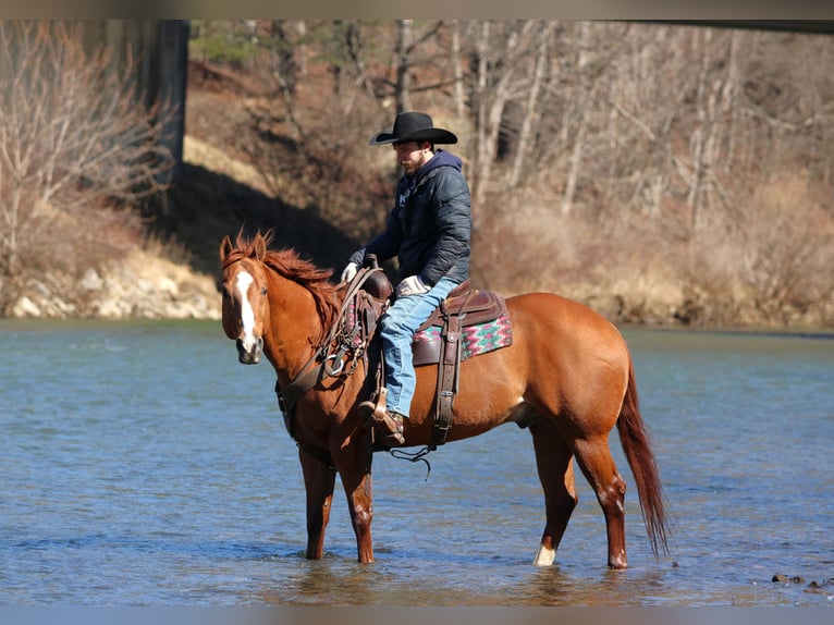 American Quarter Horse Gelding 15 years 15,1 hh Sorrel in Clarion