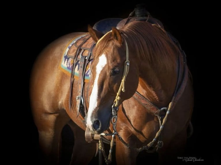 American Quarter Horse Gelding 15 years 15,1 hh Sorrel in Clarion