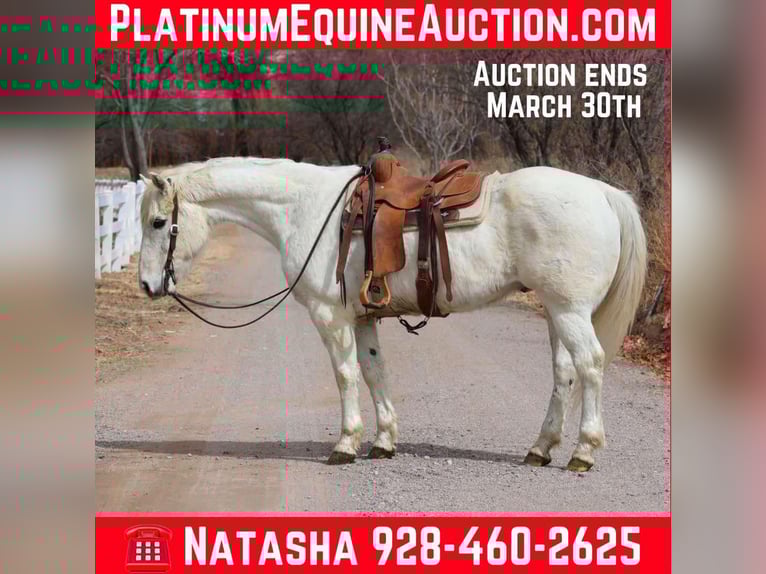 American Quarter Horse Gelding 15 years 15,1 hh White in Camp Verde AZ