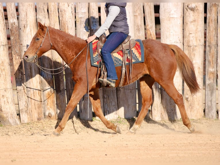 American Quarter Horse Gelding 15 years 15,2 hh Chestnut in Athens