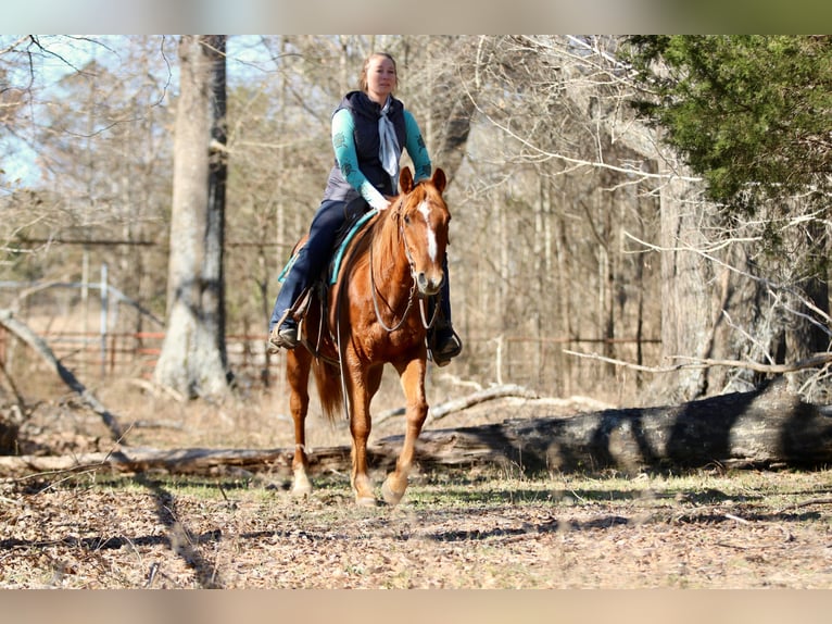 American Quarter Horse Gelding 15 years 15,2 hh Chestnut in Athens