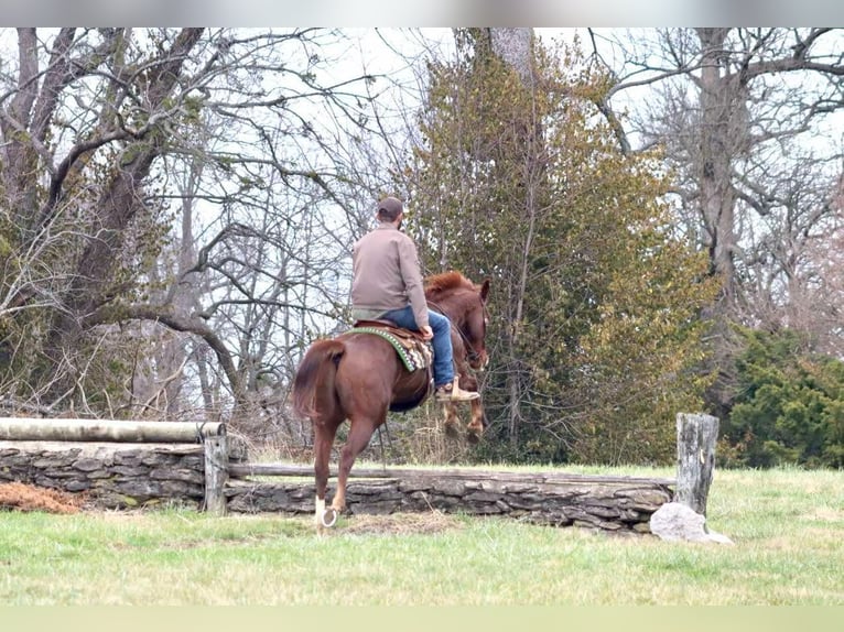 American Quarter Horse Gelding 15 years 15,2 hh Chestnut in Brooksville KY