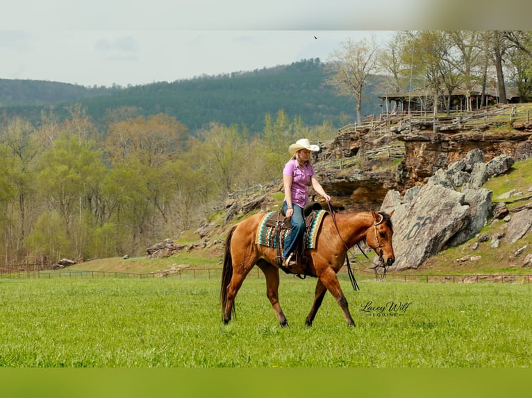 American Quarter Horse Gelding 15 years 15,2 hh Dun in Quitman