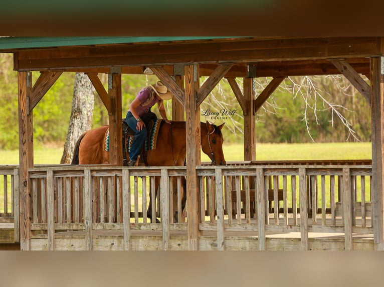 American Quarter Horse Gelding 15 years 15,2 hh Dun in Quitman