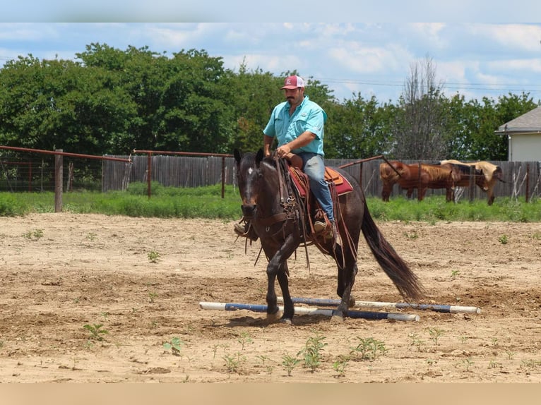 American Quarter Horse Gelding 15 years 15,2 hh Roan-Bay in Stephenville TX