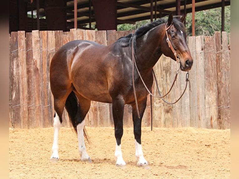American Quarter Horse Gelding 15 years 15,3 hh Bay in Joshua TX