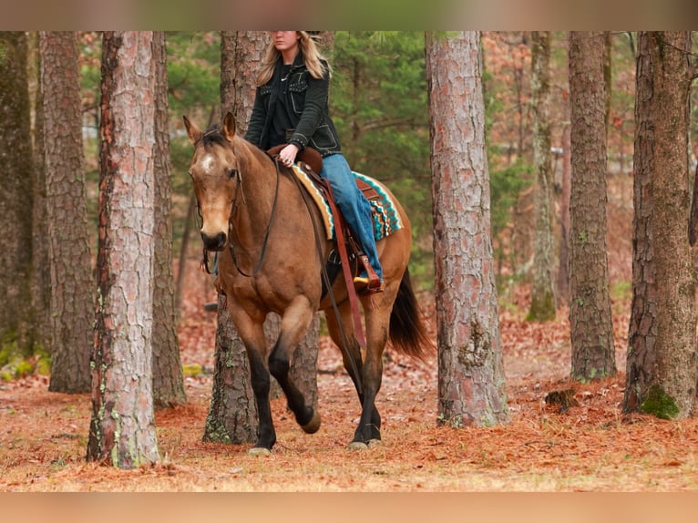 American Quarter Horse Gelding 15 years 15,3 hh Buckskin in Quitman