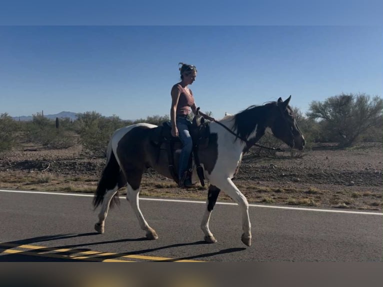 American Quarter Horse Gelding 15 years 15,3 hh Buckskin in Marana