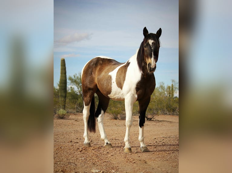 American Quarter Horse Gelding 15 years 15,3 hh Buckskin in Marana