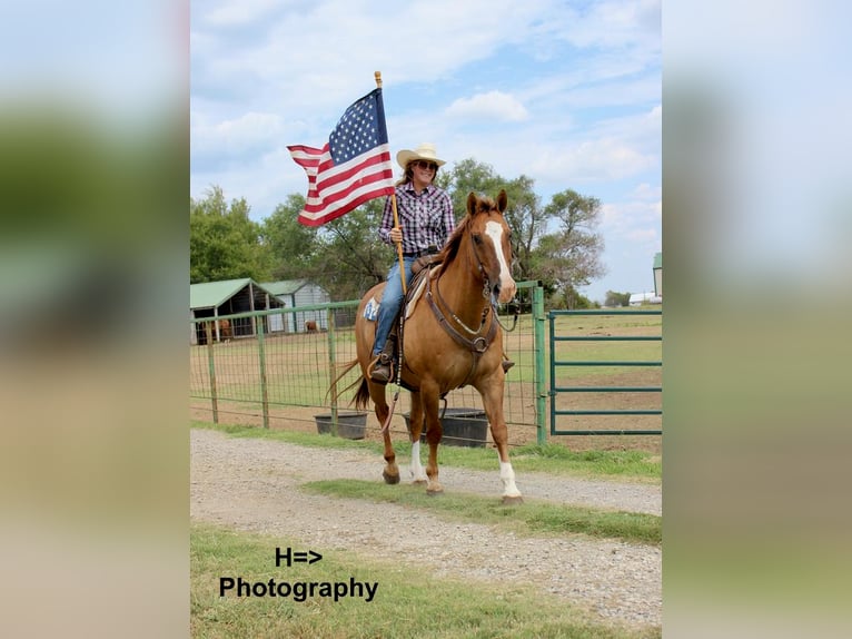 American Quarter Horse Mix Gelding 15 years 15,3 hh Red Dun in Cushing, OK