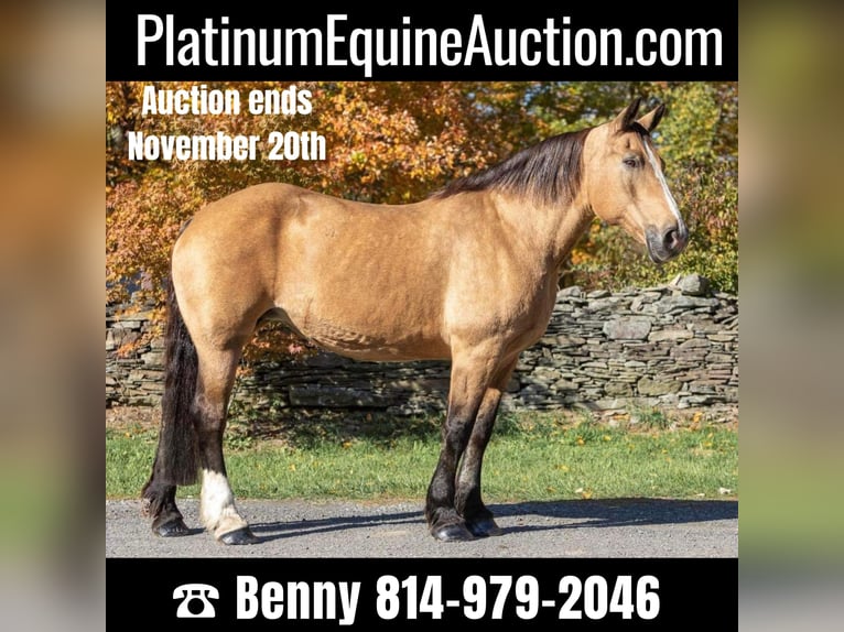 American Quarter Horse Gelding 15 years 16,1 hh Buckskin in Everette PA