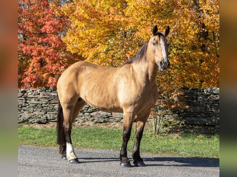 American Quarter Horse Gelding 15 years 16,1 hh Buckskin in Everette PA
