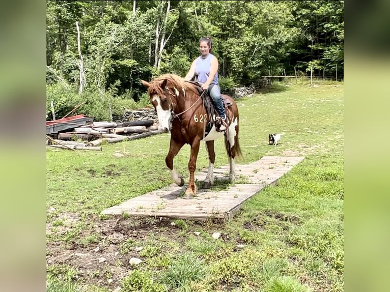 American Quarter Horse Gelding 15 years 16,1 hh Overo-all-colors in Everett PA