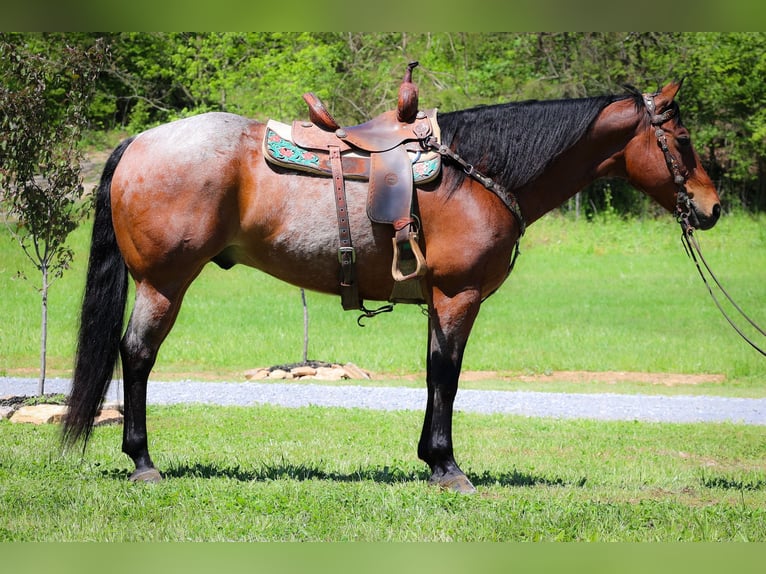 American Quarter Horse Gelding 15 years 16,1 hh Roan-Bay in Flemingsburg Ky