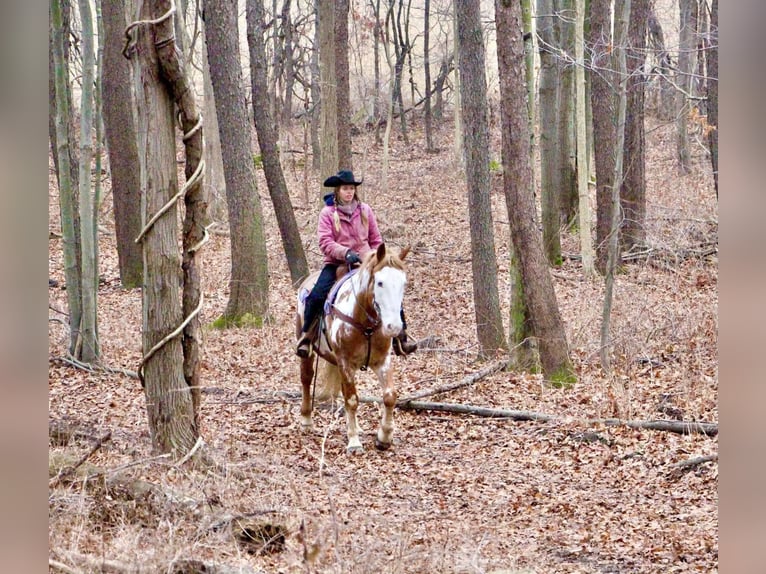 American Quarter Horse Gelding 15 years 16,2 hh Overo-all-colors in Highland MI