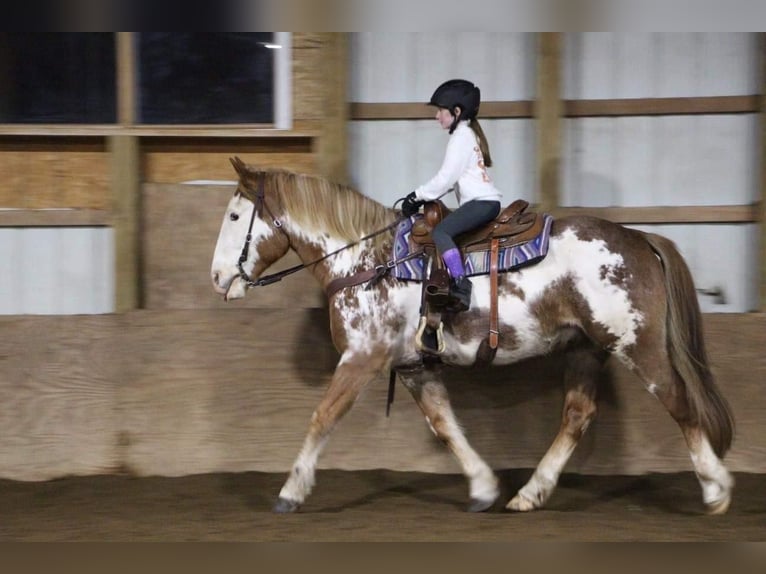 American Quarter Horse Gelding 15 years 16,2 hh Overo-all-colors in Highland MI