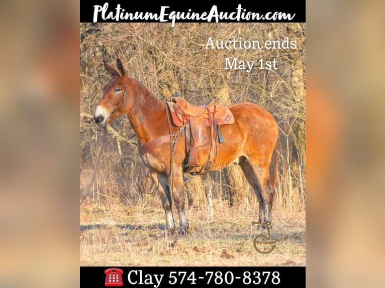 American Quarter Horse Gelding 15 years 16 hh Bay in Walkerton IN