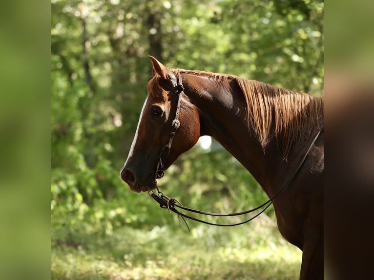 American Quarter Horse Gelding 15 years 16 hh Chestnut in Huntsville TX