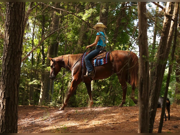 American Quarter Horse Gelding 15 years 16 hh Chestnut in Huntsville TX